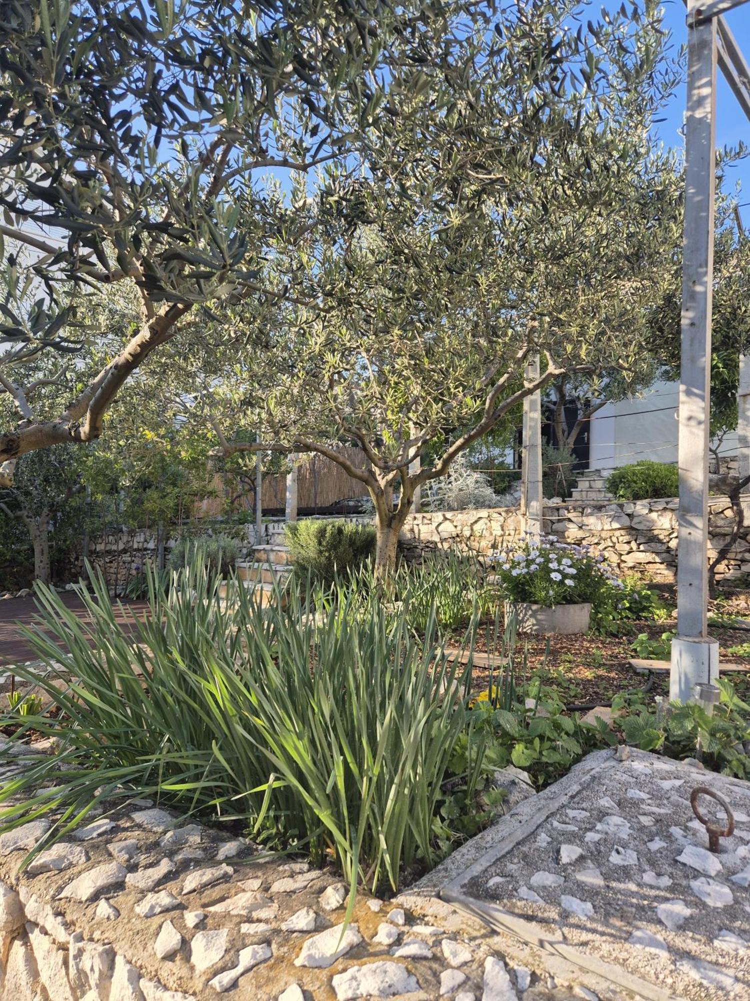Villa Apartments Oliva Seget Vranjica Exterior foto